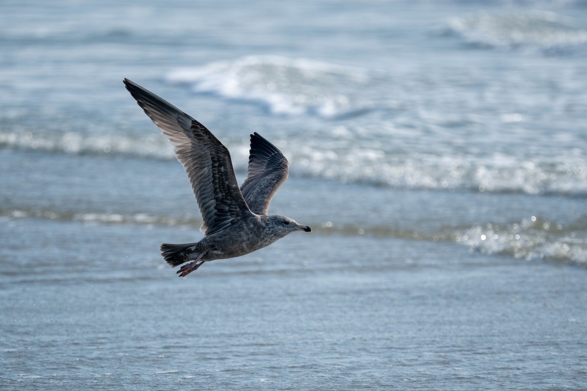 American Herring Gull - ML643962646