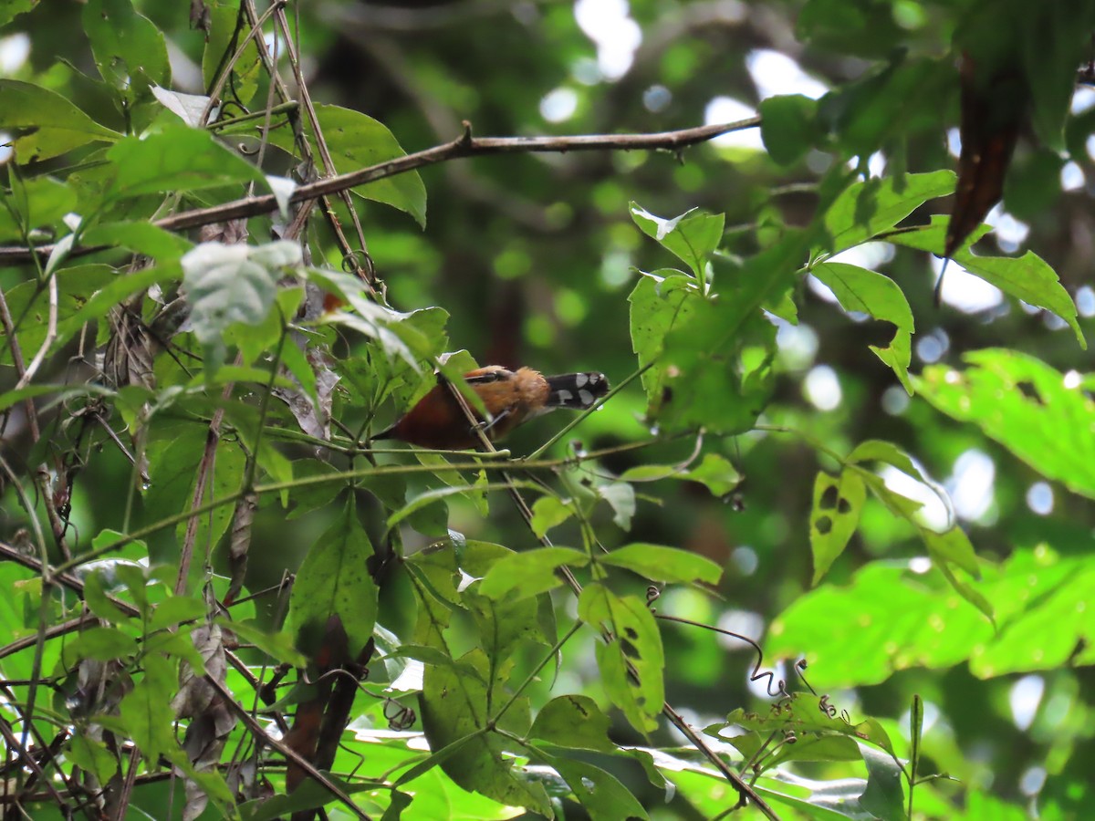 Dot-winged Antwren - ML643962650