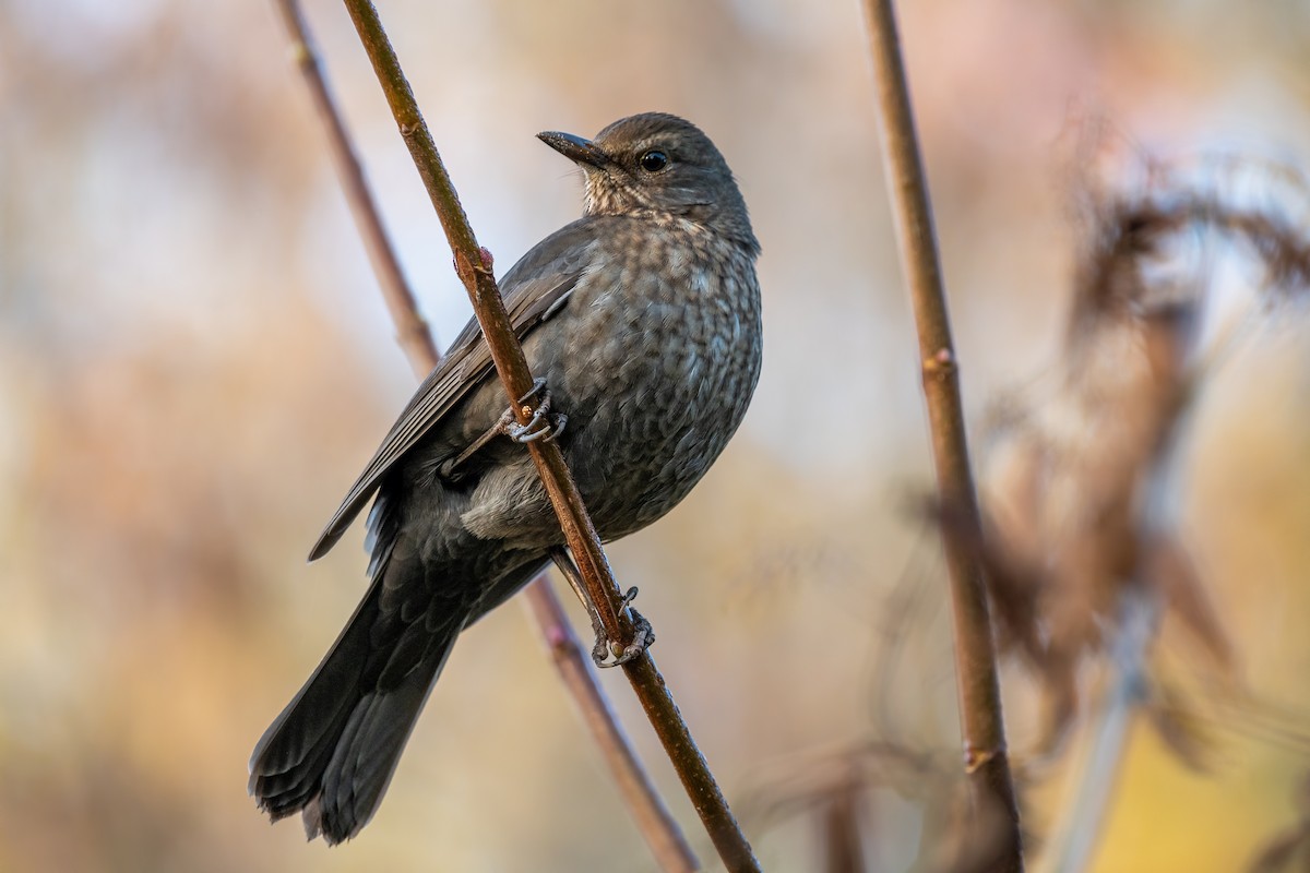 Karatavuk - ML643962657