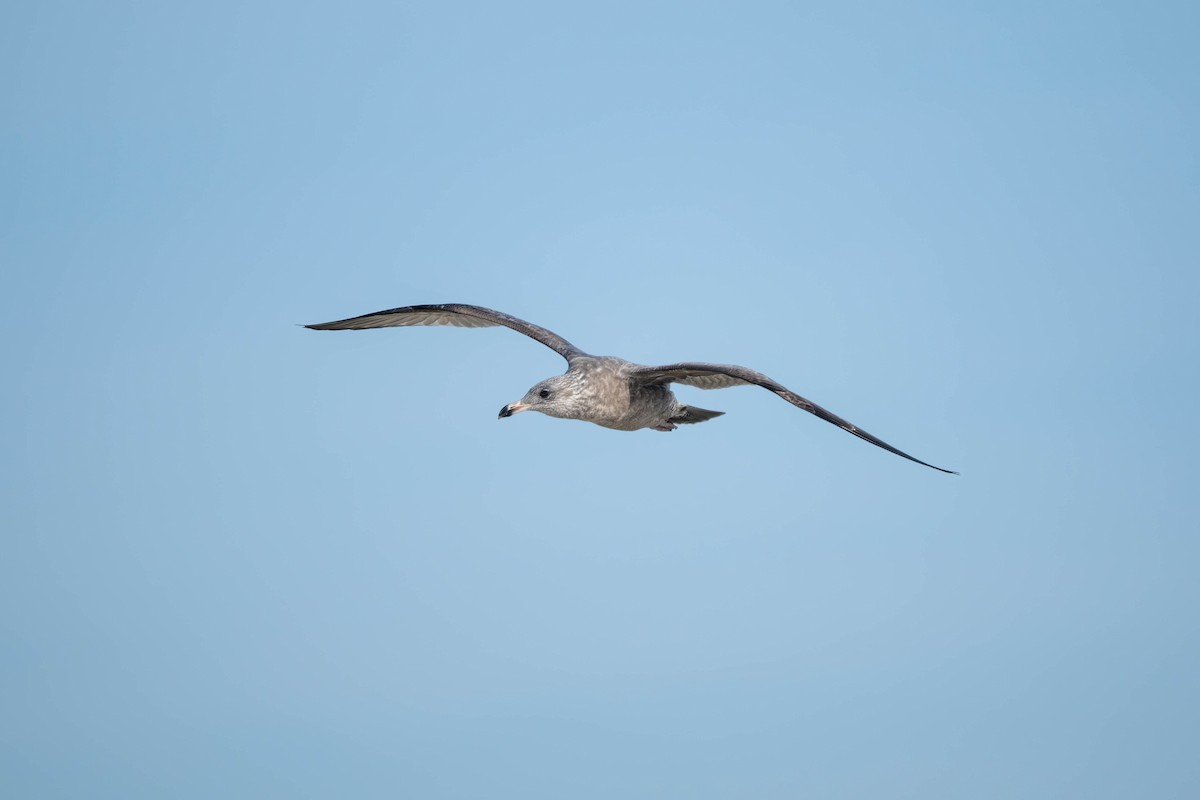 American Herring Gull - ML643962660
