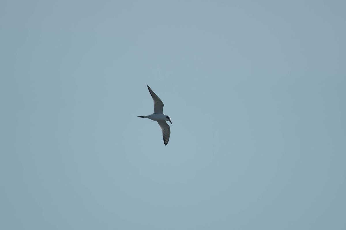 Forster's Tern - ML643962671