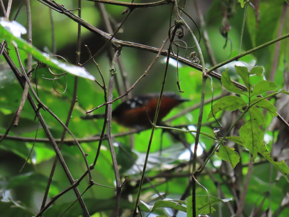 Dot-winged Antwren - ML643962677