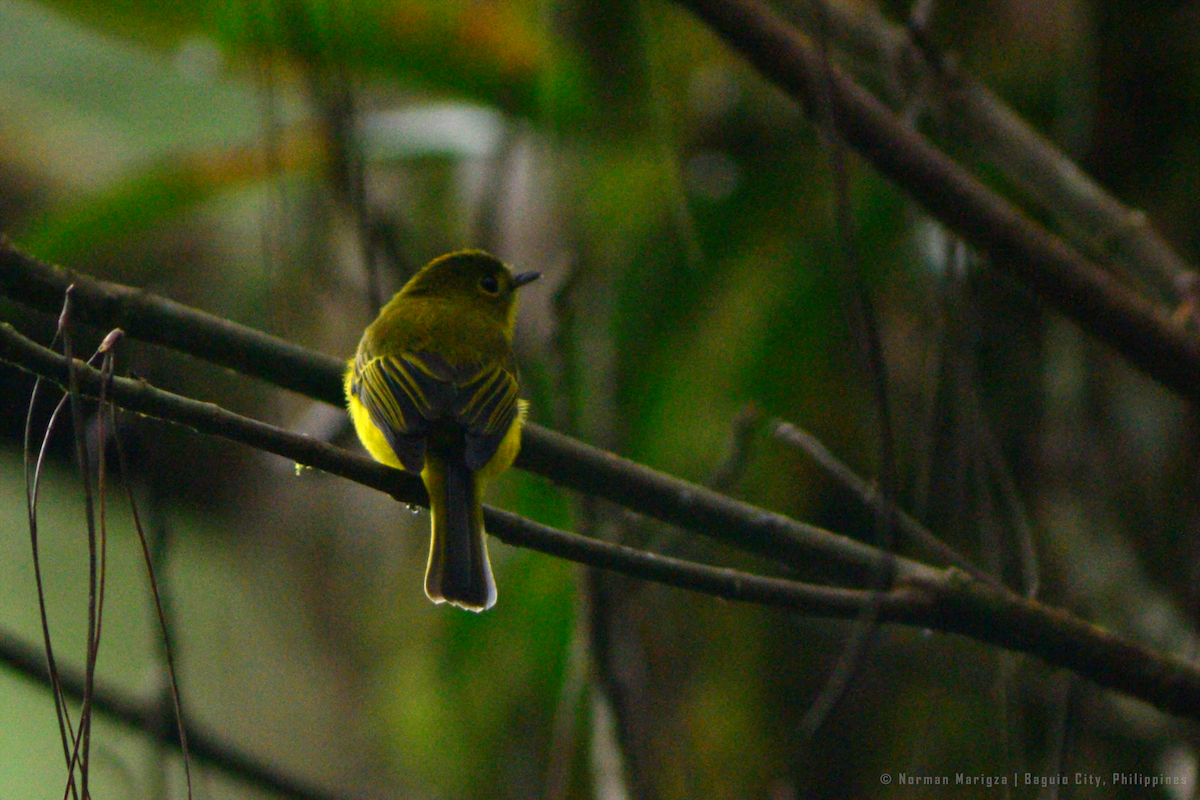 Citrine Canary-Flycatcher - ML643962678