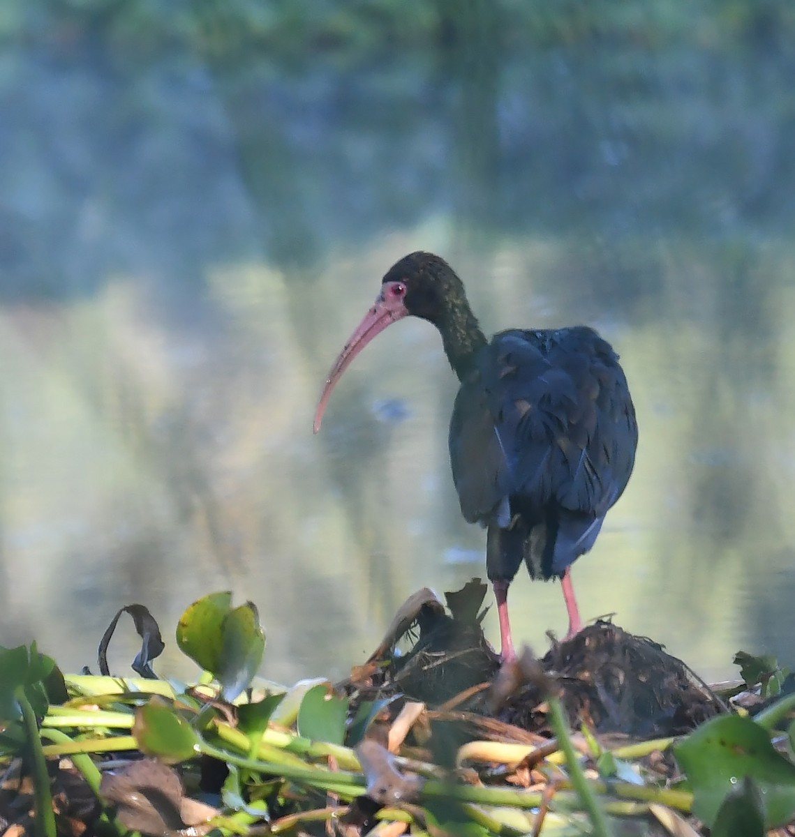 rødmaskeibis - ML643962680