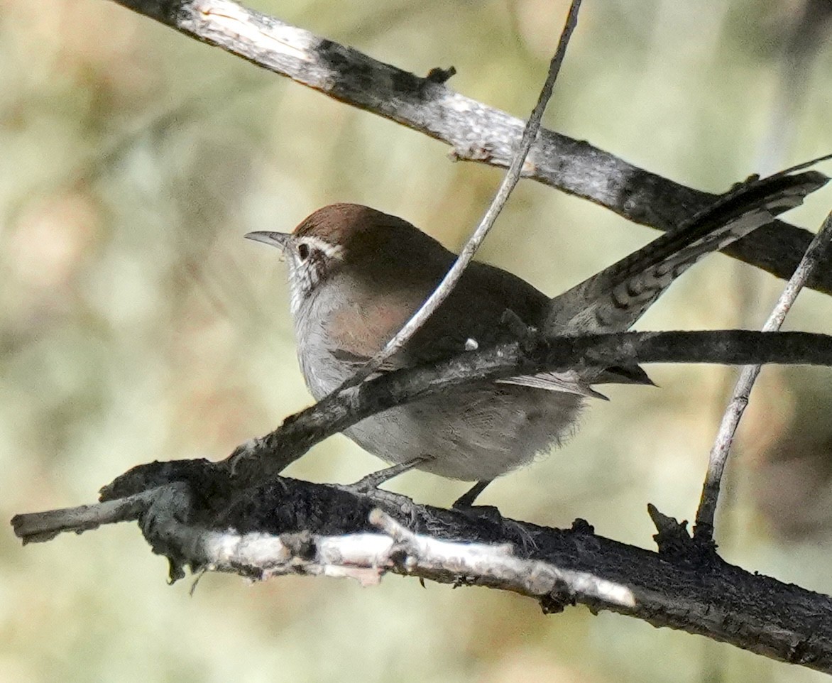 Bewick's Wren - ML643962702