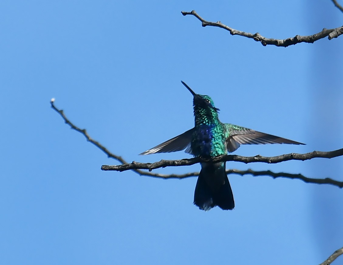 fiolørekolibri - ML643962705