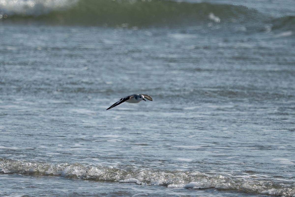 Sanderling - ML643962729