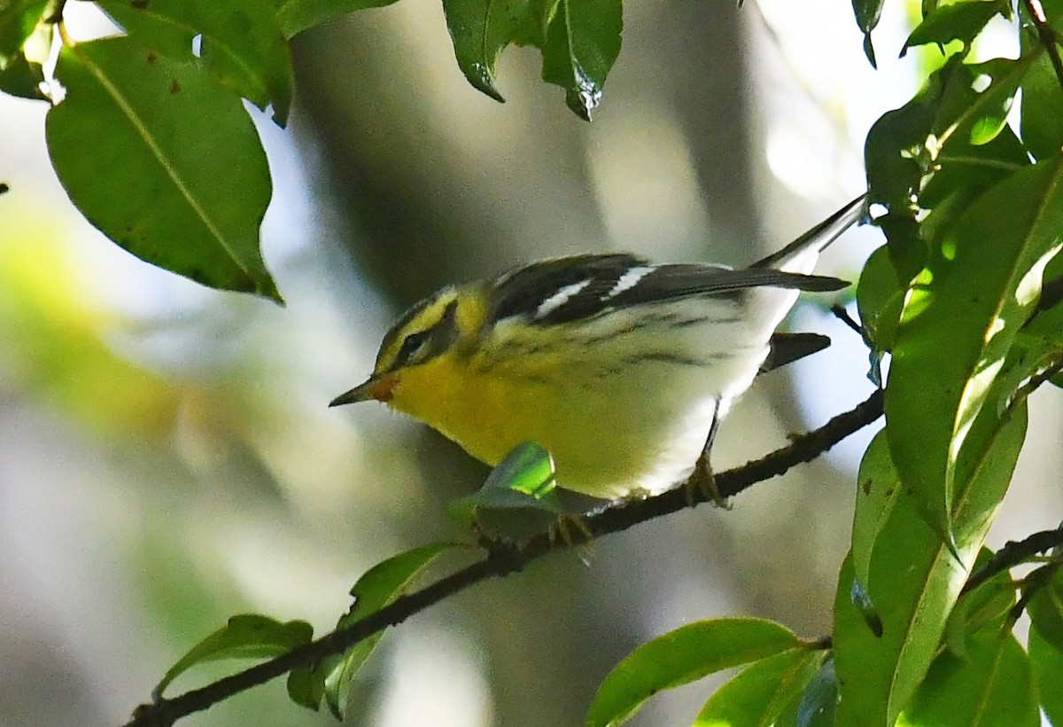 hemlokkparula - ML643962739