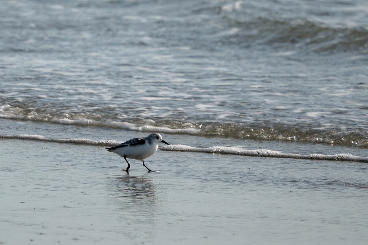 Sanderling - ML643962747