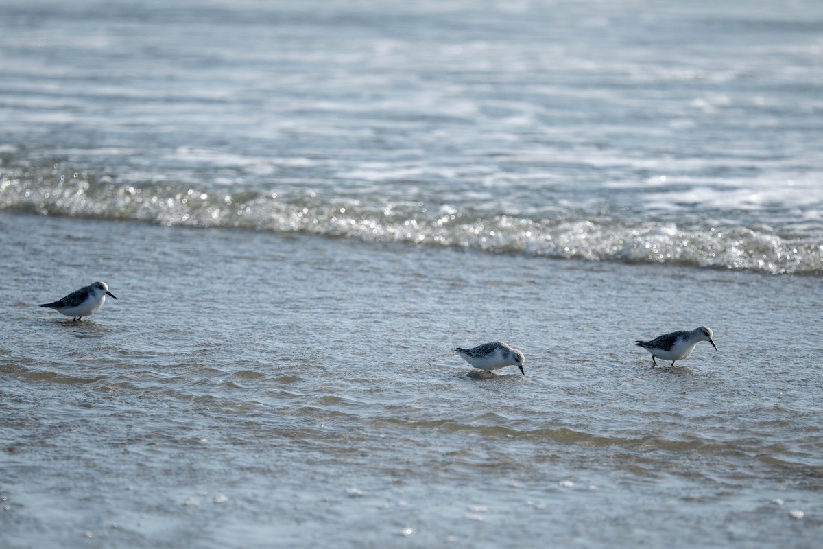 Sanderling - ML643962769