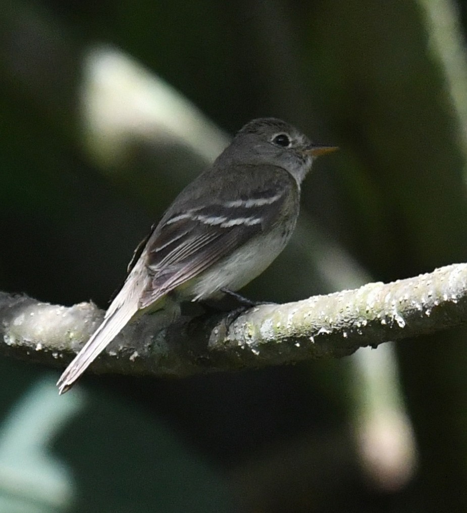 bergelenia - ML643962770