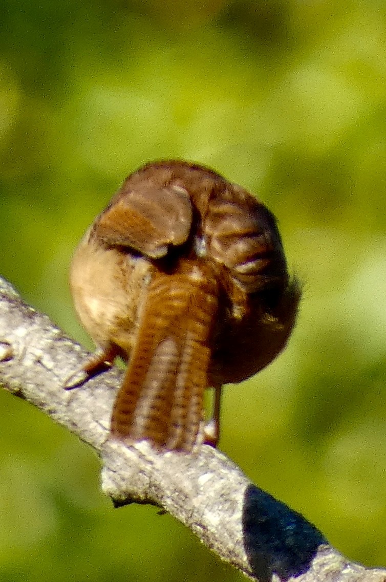Carolina Wren - ML643962776