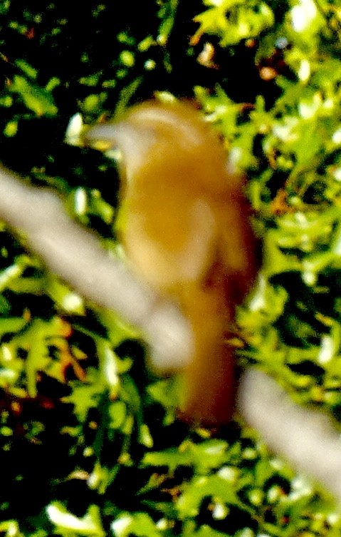 Carolina Wren - ML643962777