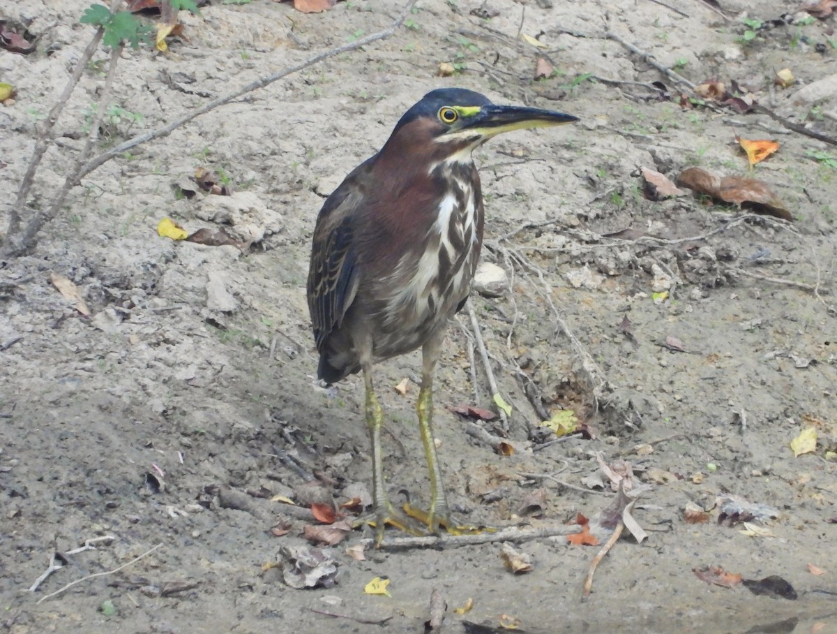 Green Heron - ML643962782