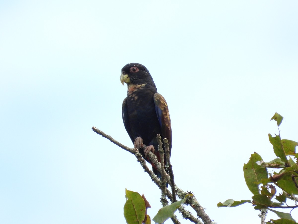 ドウバネインコ - ML643962784