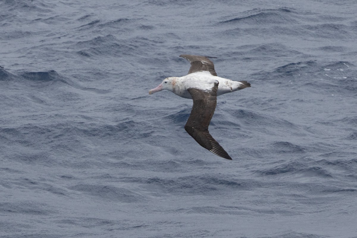 Snowy/Tristan/Antipodean Albatross - ML643962796