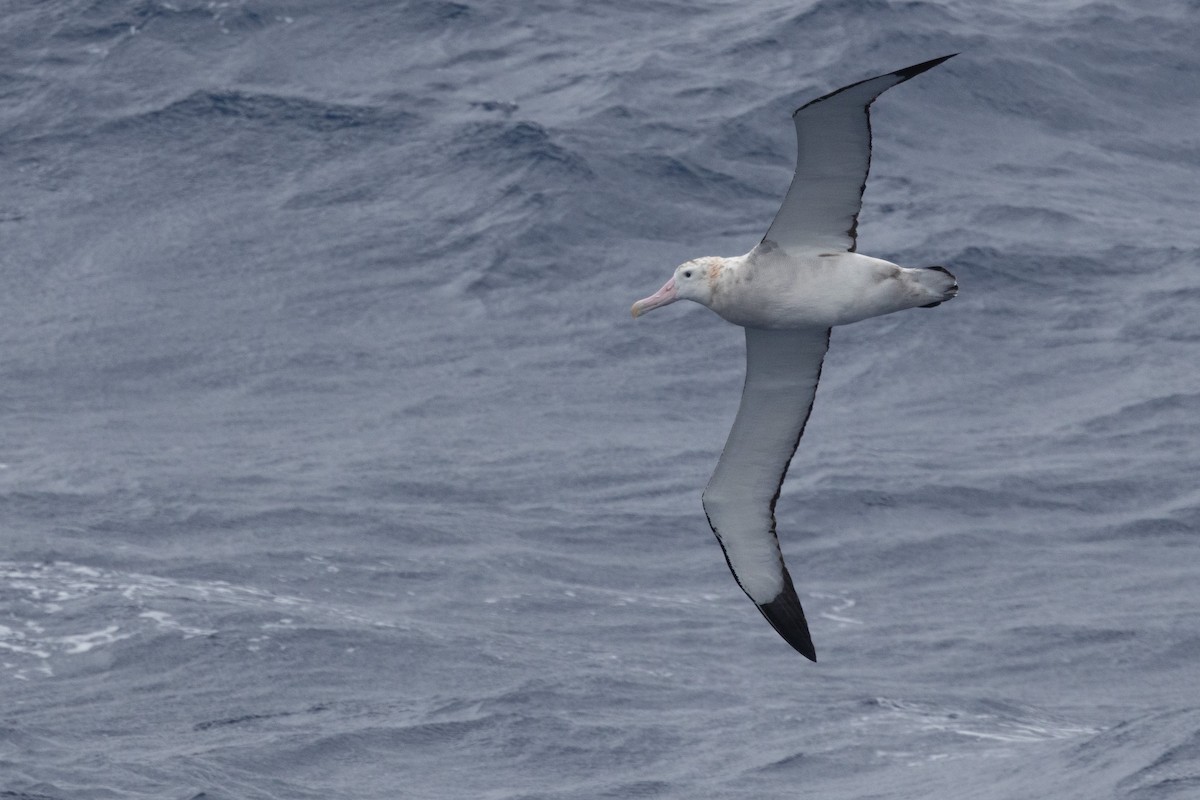 Snowy/Tristan/Antipodean Albatross - ML643962797