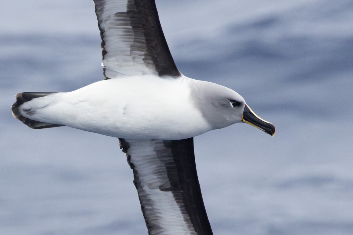 Boz Başlı Albatros - ML643962811