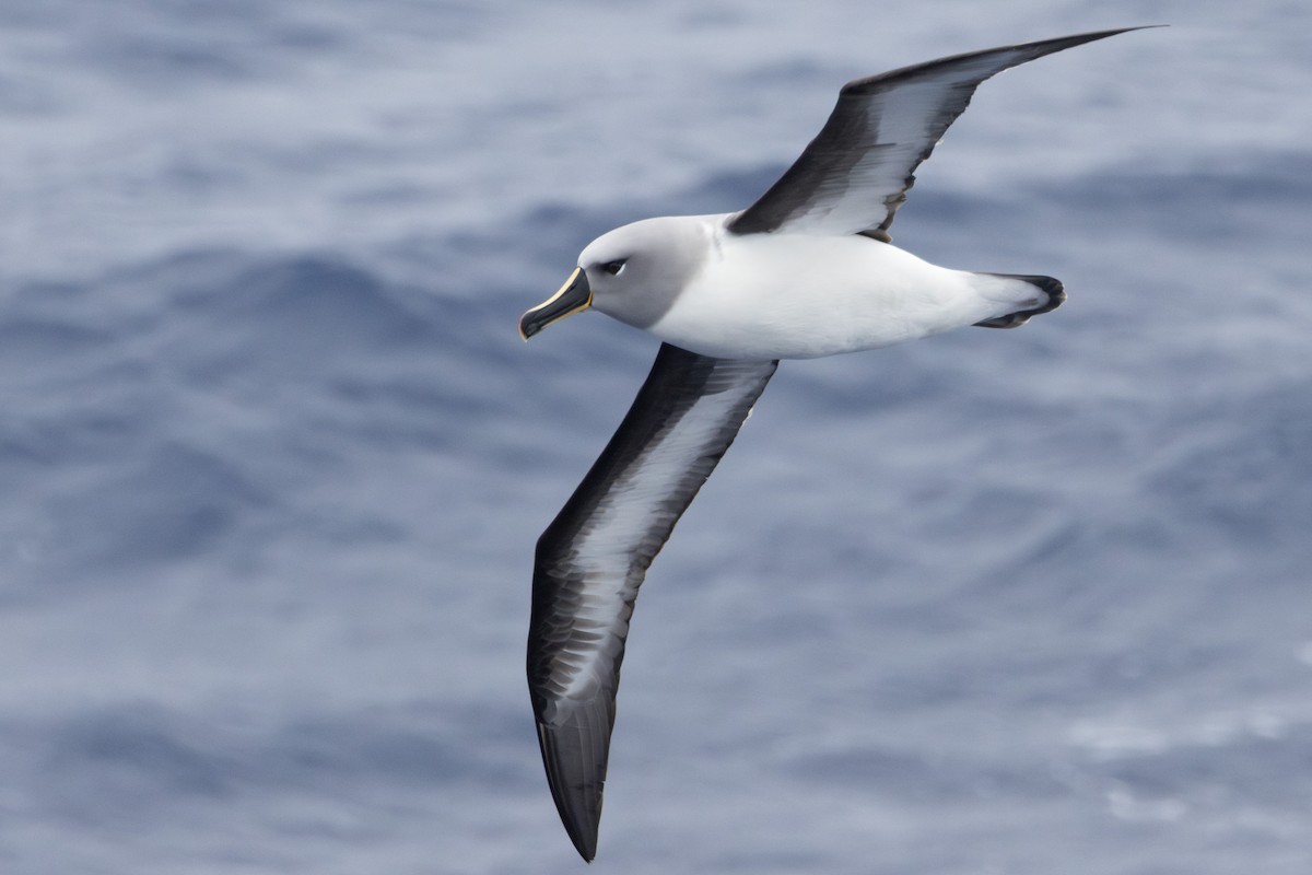 Boz Başlı Albatros - ML643962812