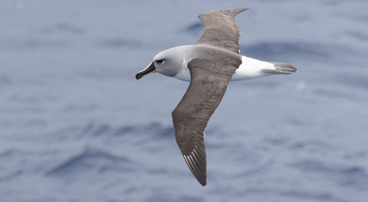 Boz Başlı Albatros - ML643962813