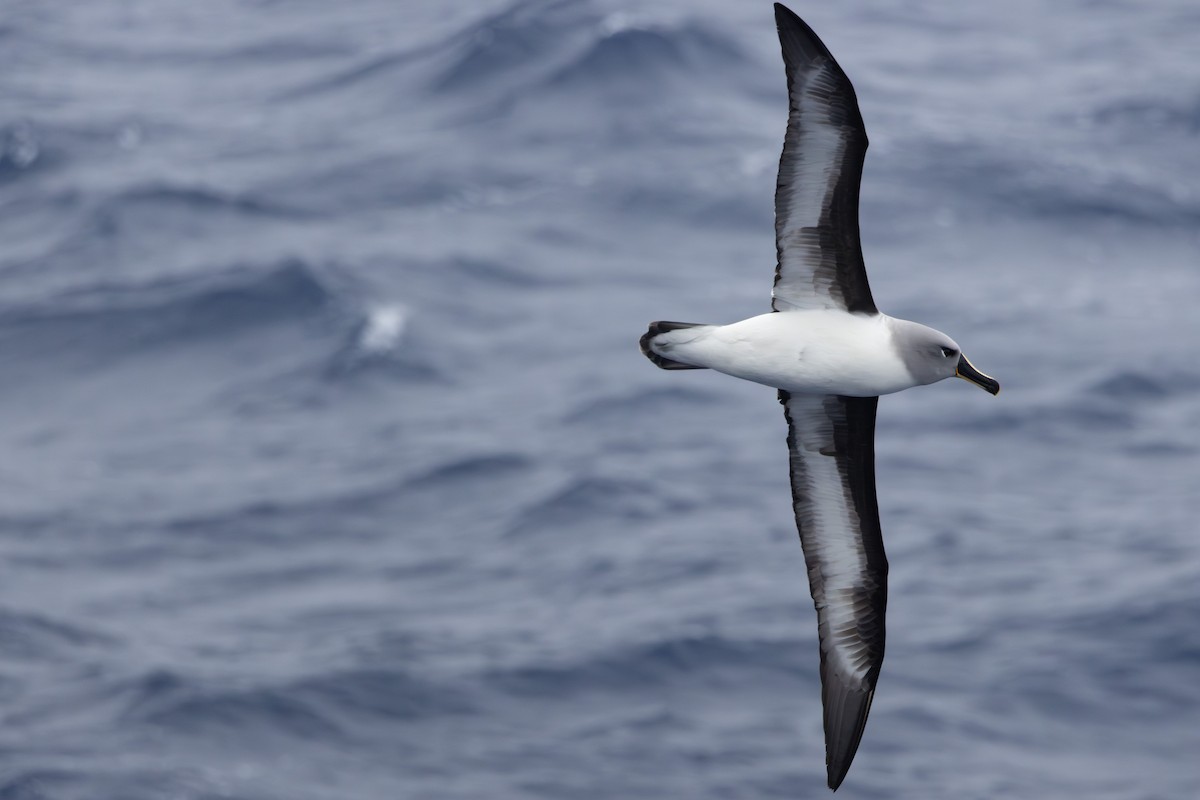 Boz Başlı Albatros - ML643962814