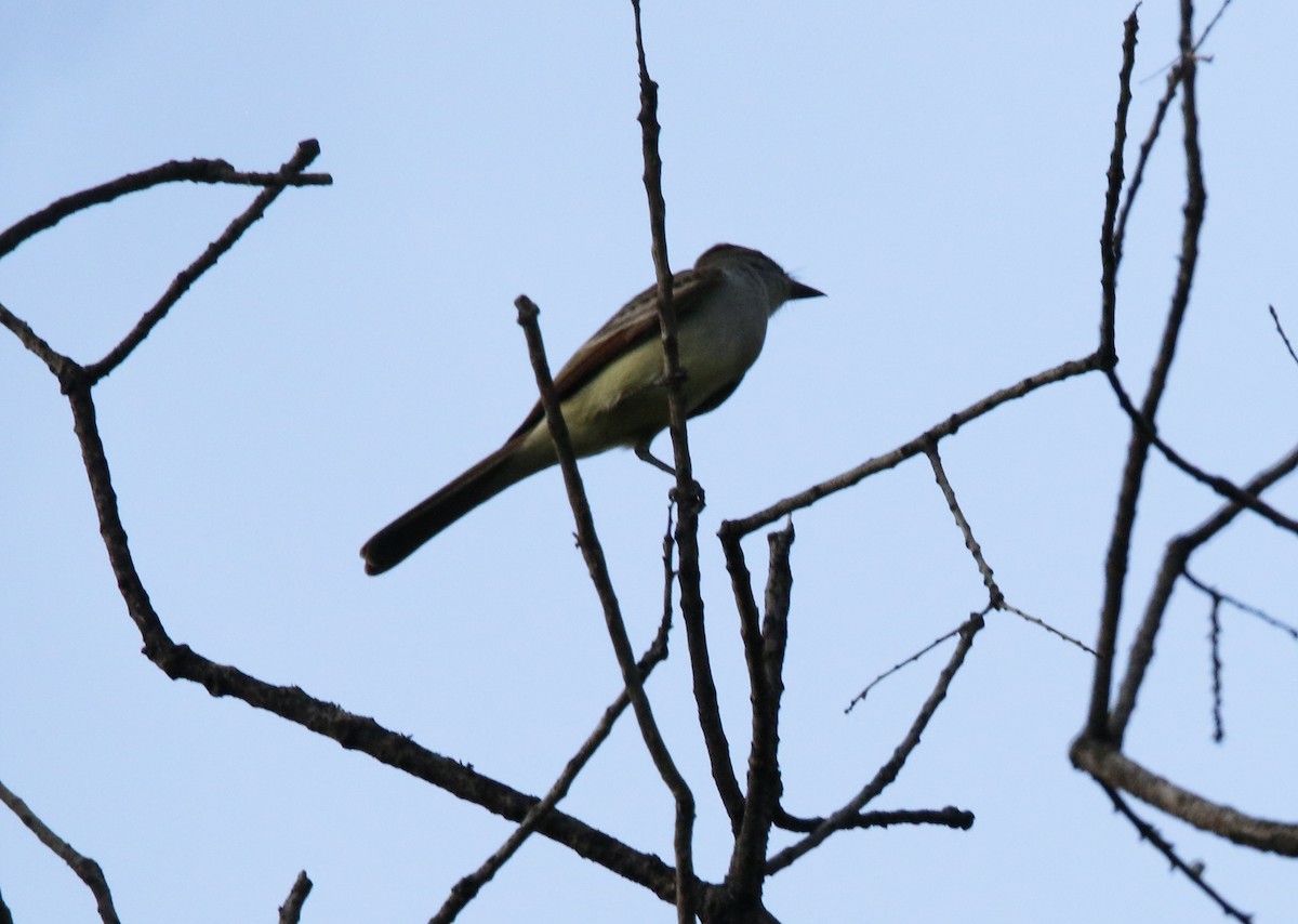 Brown-crested Flycatcher - ML643962869