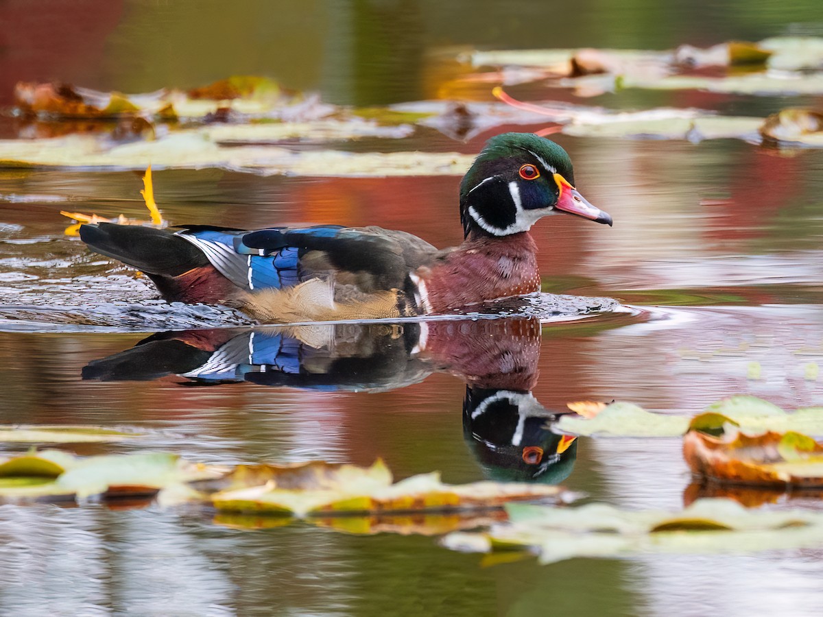 Canard branchu - ML643962910