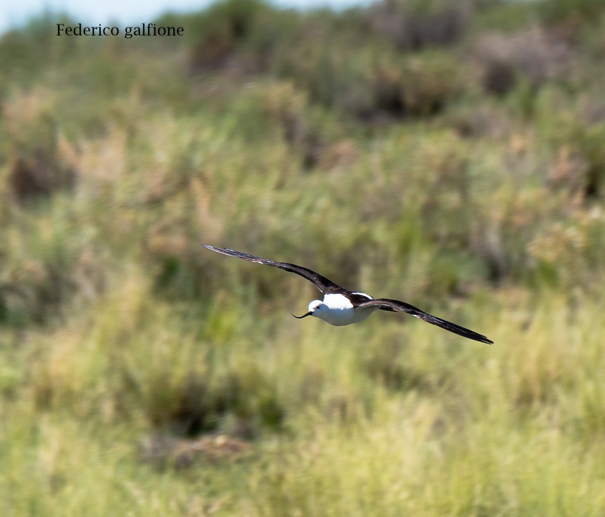 Чоботар гірський - ML643962911