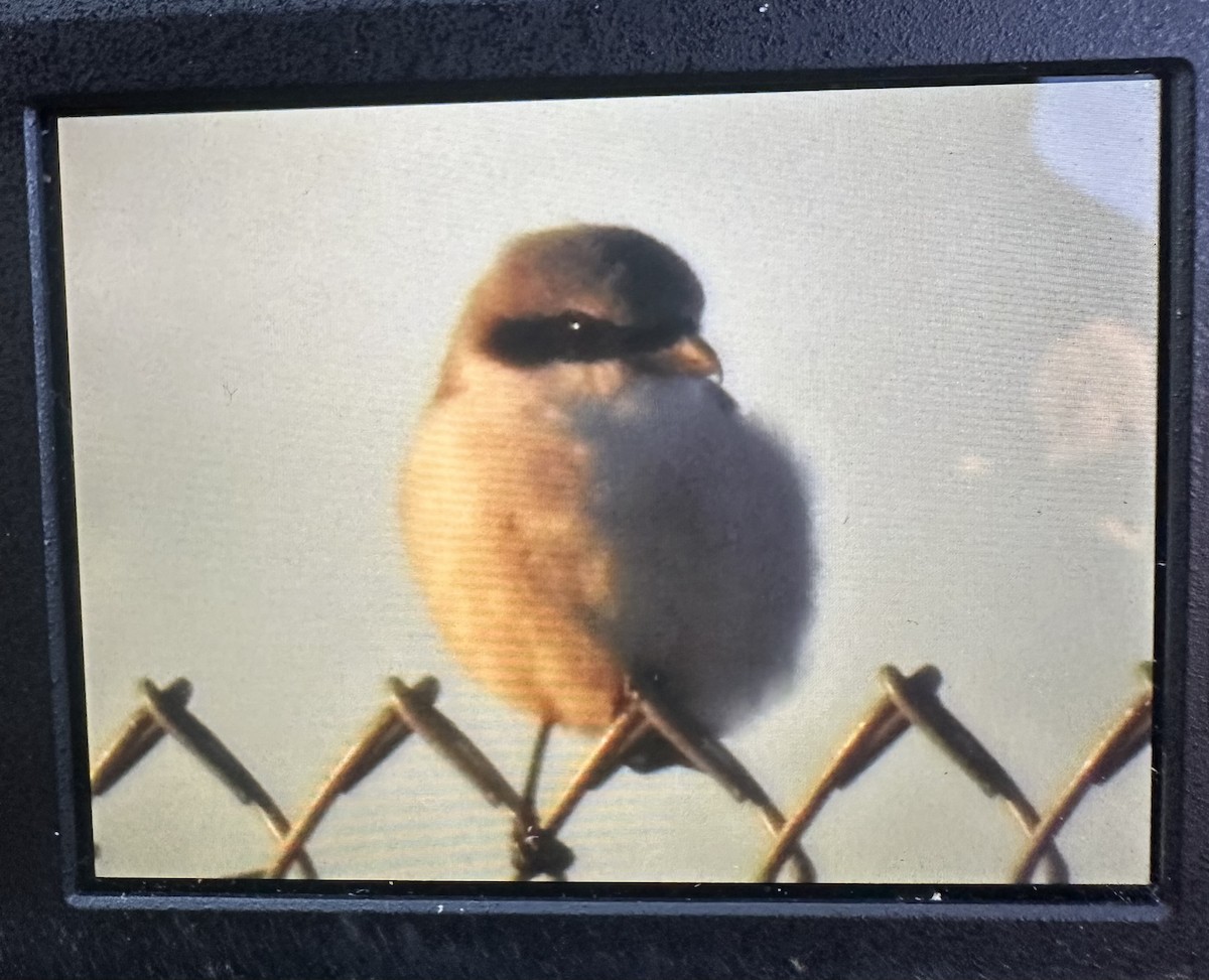 Loggerhead Shrike - ML643962927