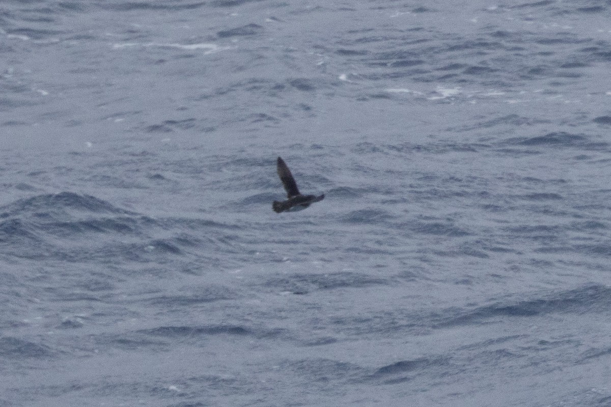 Puffinure plongeur - ML643962937