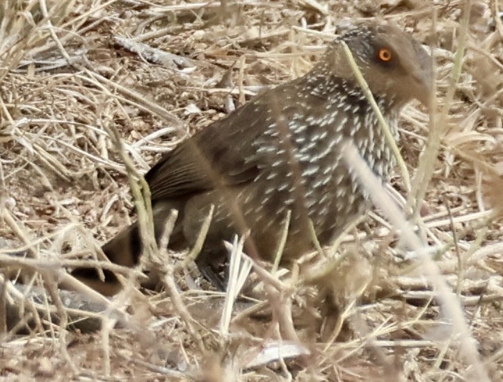 Arrow-marked Babbler - ML643962952