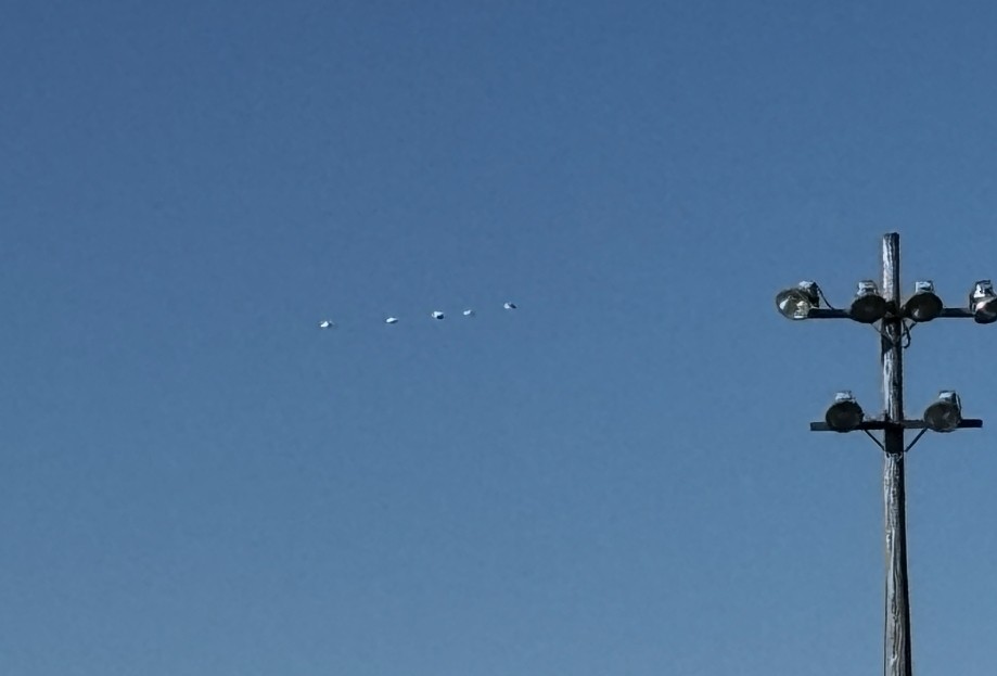 American White Pelican - ML643962965