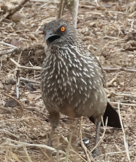 Arrow-marked Babbler - ML643962971