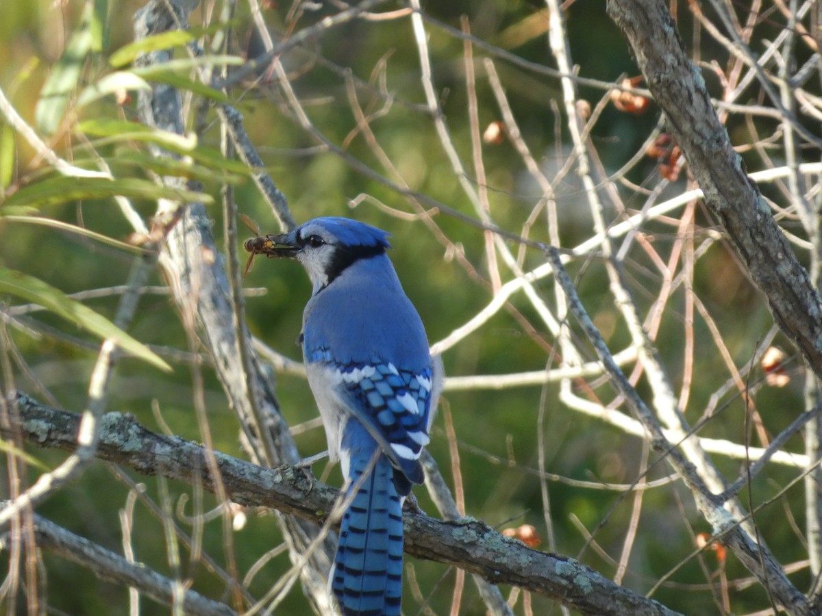 Blue Jay - ML643963000