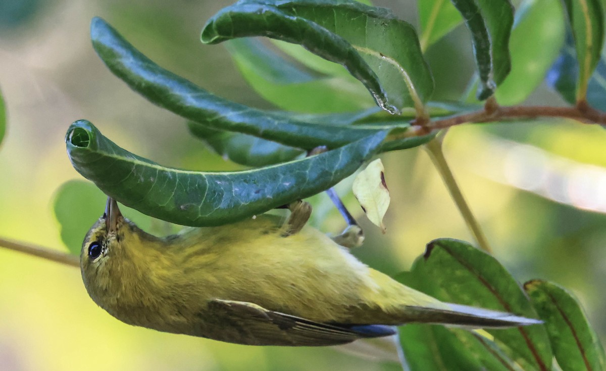 Orange-crowned Warbler - ML643963008
