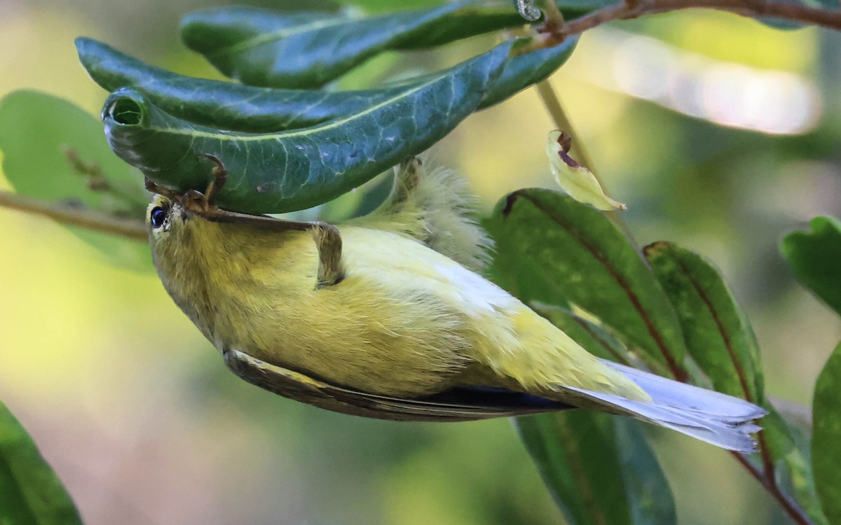 Orange-crowned Warbler - ML643963010