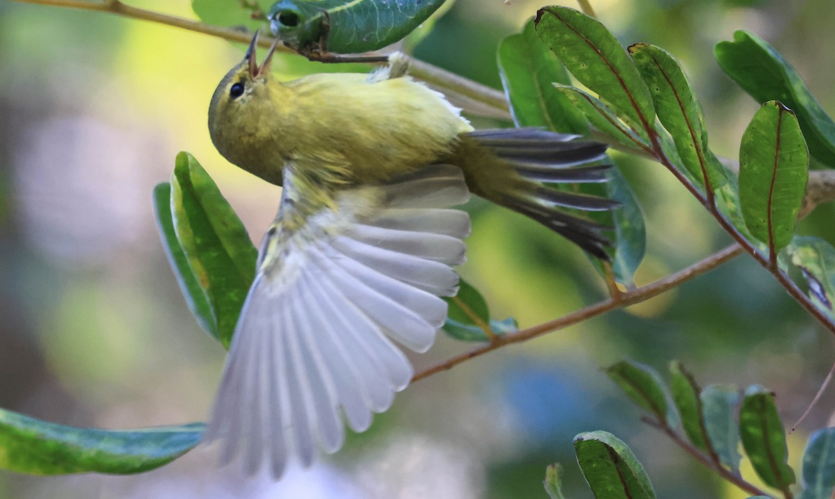 Orange-crowned Warbler - ML643963013
