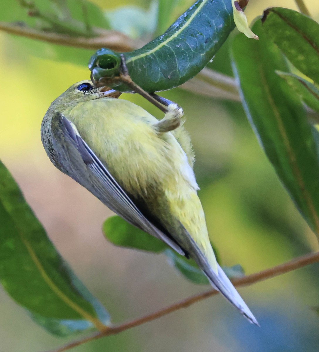 Orange-crowned Warbler - ML643963016