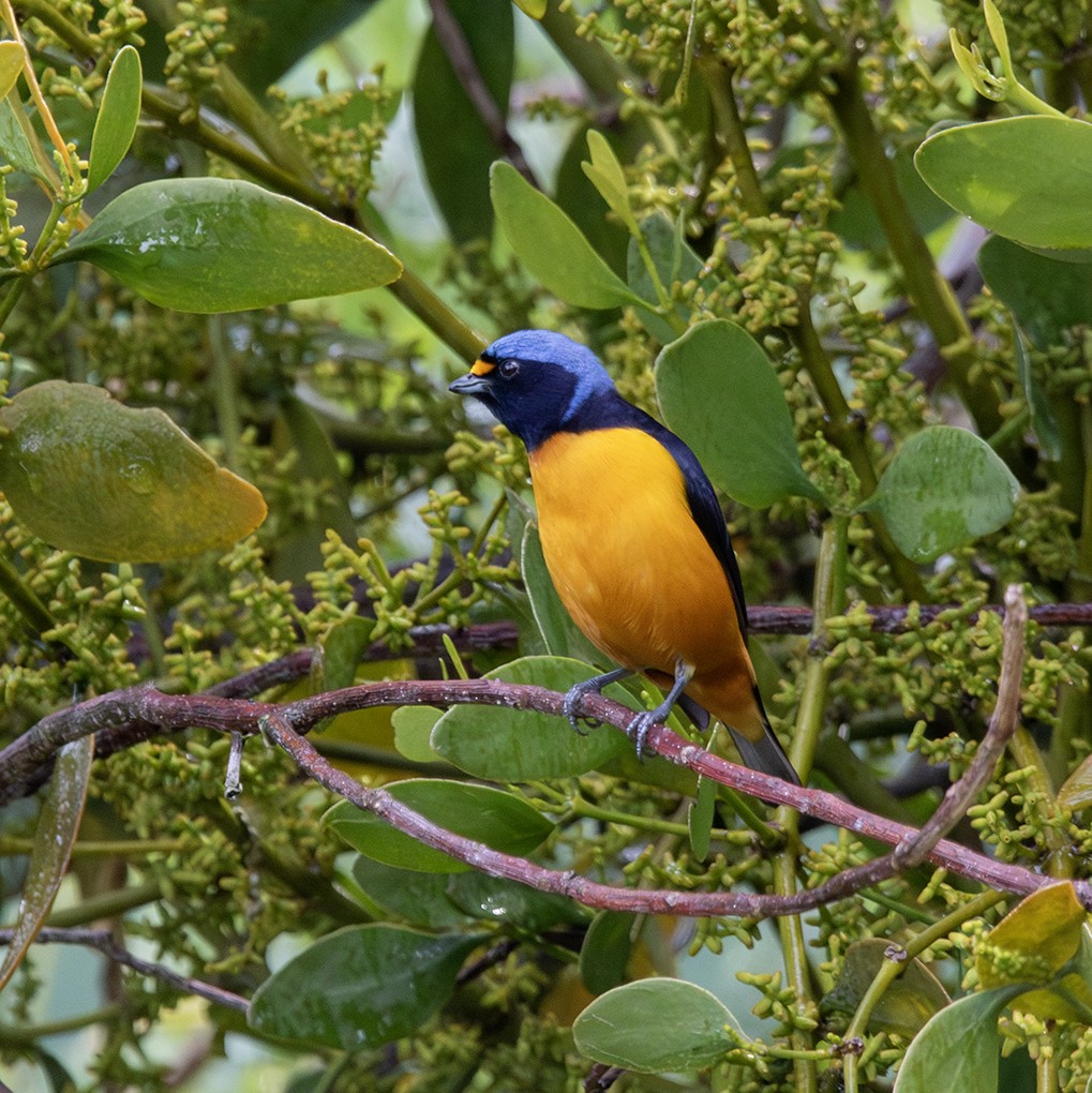 euforieufonia - ML643963017