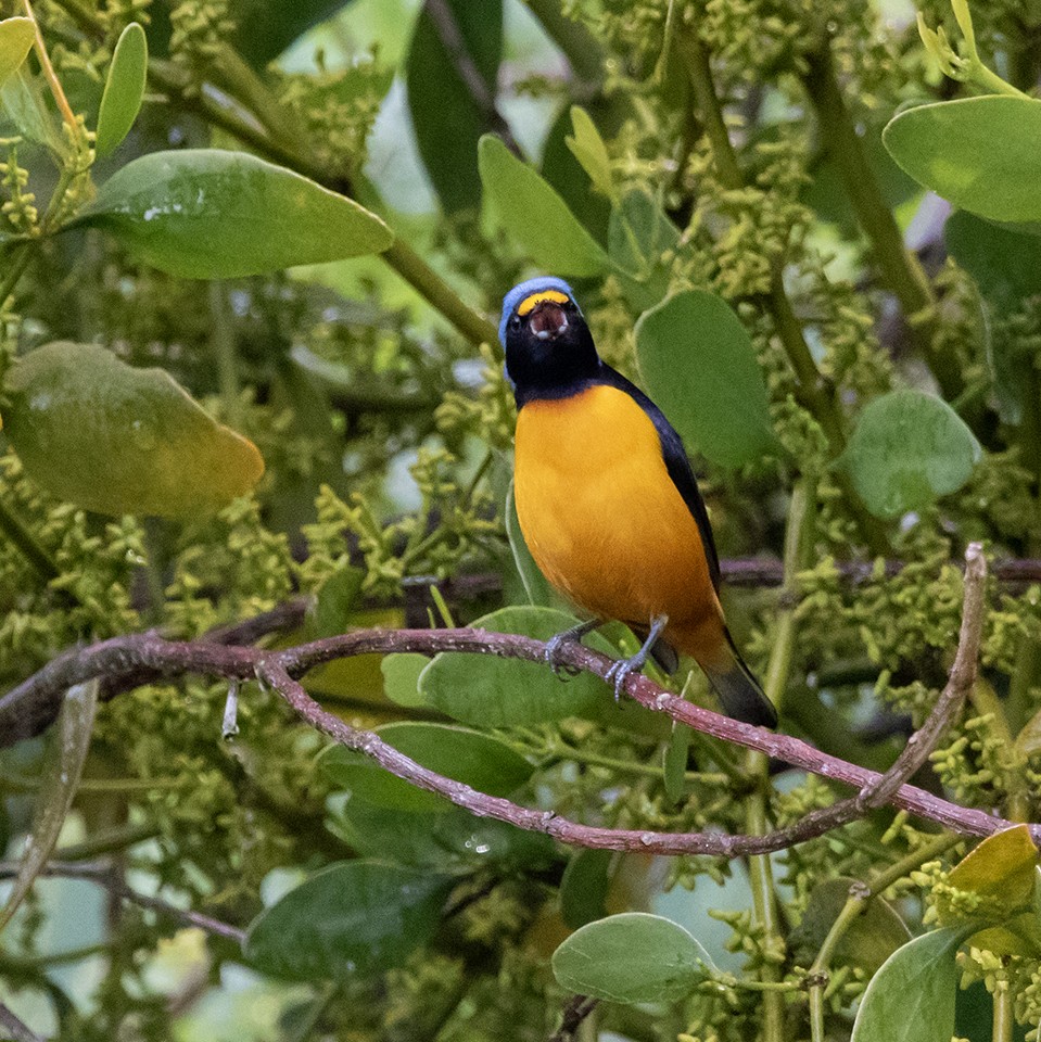 euforieufonia - ML643963018