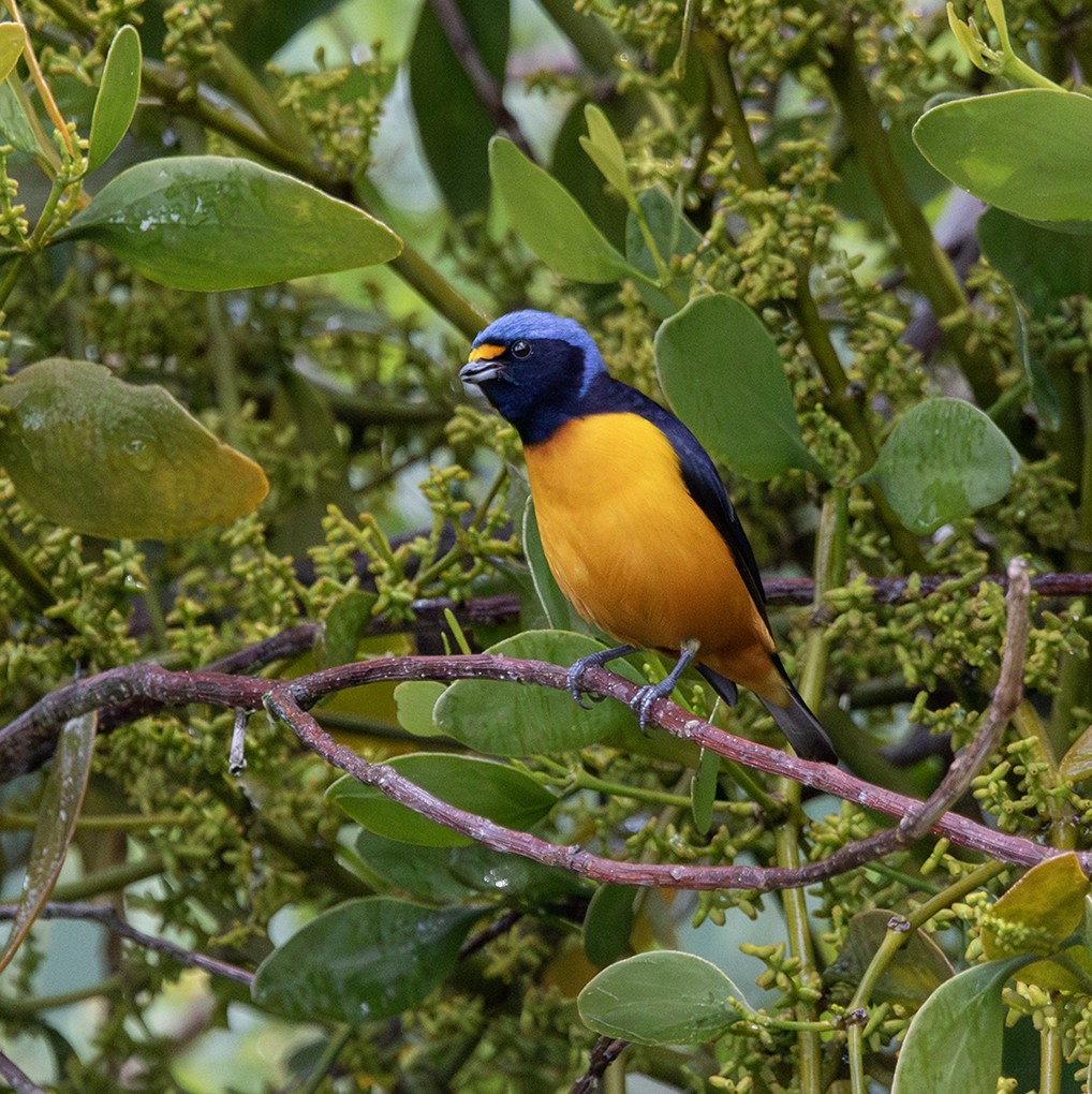 euforieufonia - ML643963019