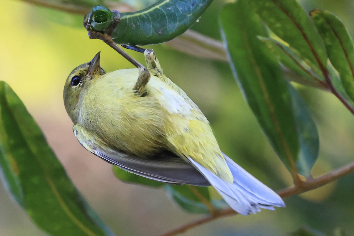 Orange-crowned Warbler - ML643963021