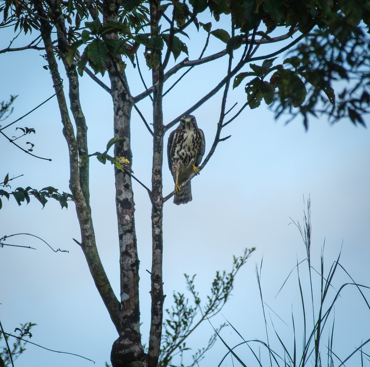 Broad-winged Hawk - ML643963037