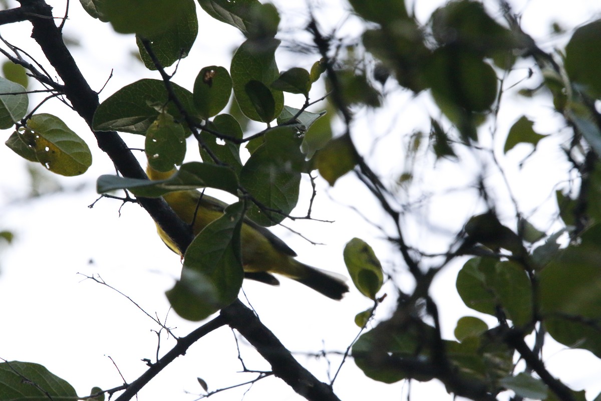 Wilson's Warbler - ML643963040