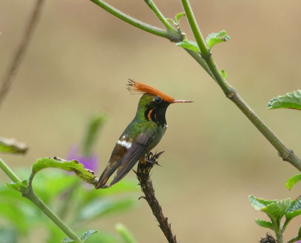 チャカザリハチドリ - ML643963087