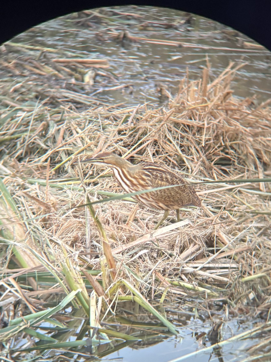 American Bittern - ML643963137