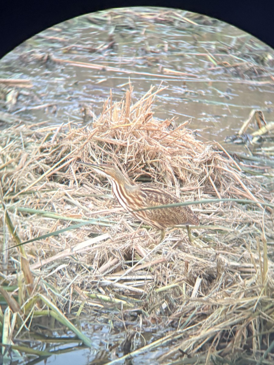 American Bittern - ML643963138