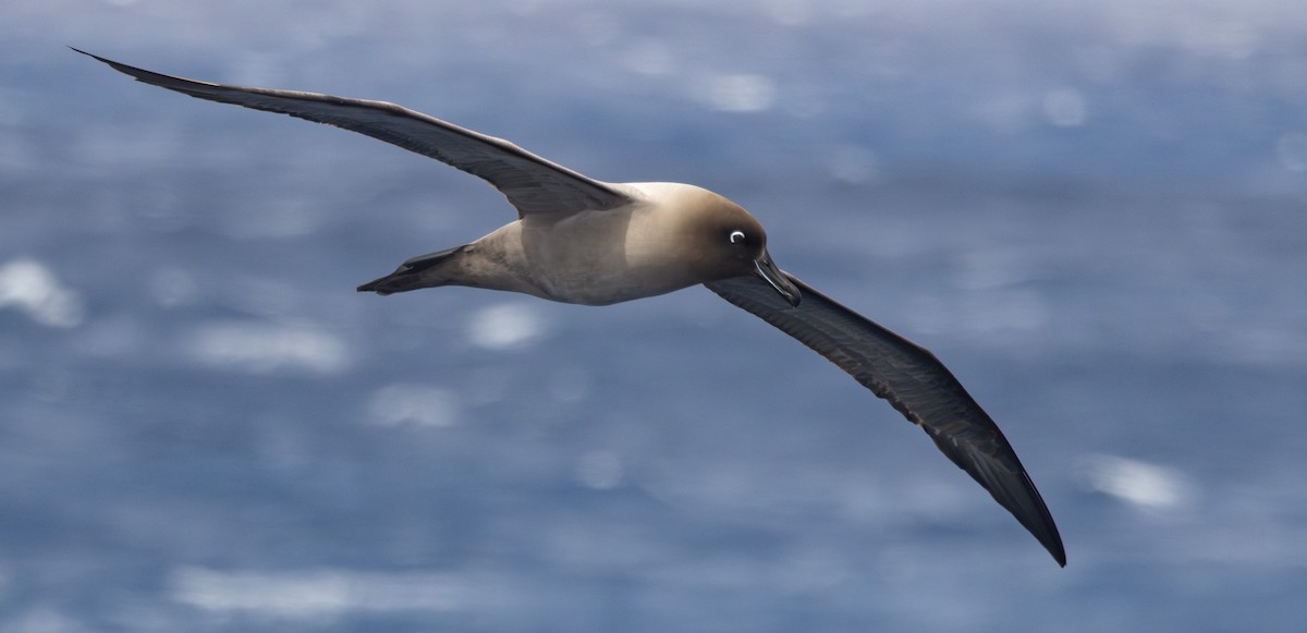 Albatros hauskara - ML643963174