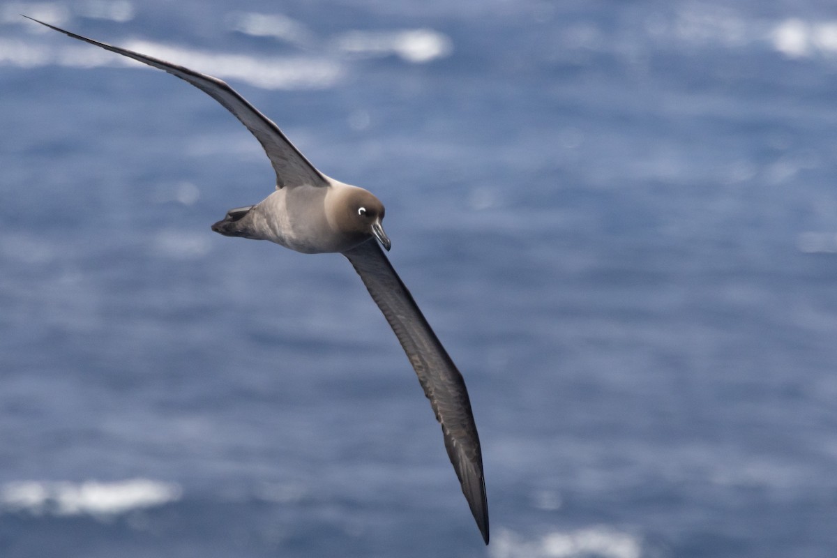 Albatros hauskara - ML643963176