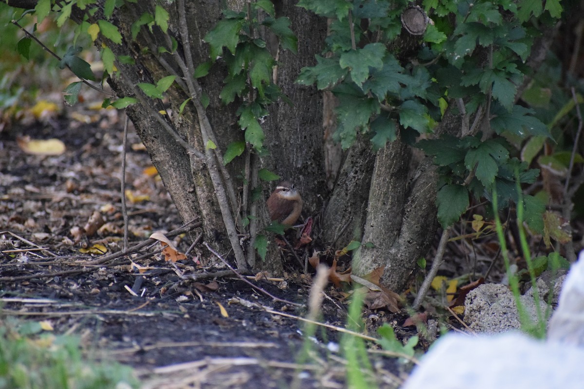 Carolina Wren - ML643963179